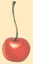 Cerise