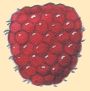 Framboise