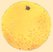 Pamplemousse