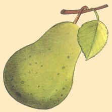 Poire