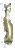 Poisson dor�